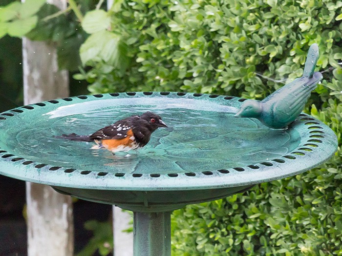 A birdbath